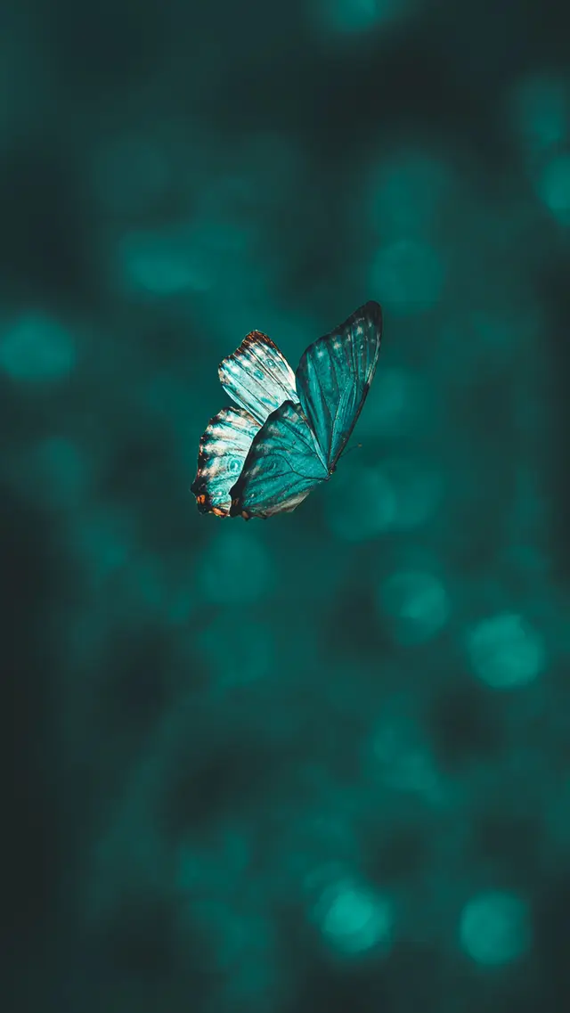 butterfly2.jpg