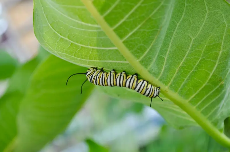 caterpillar.jpg