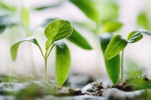 plants.jpg
