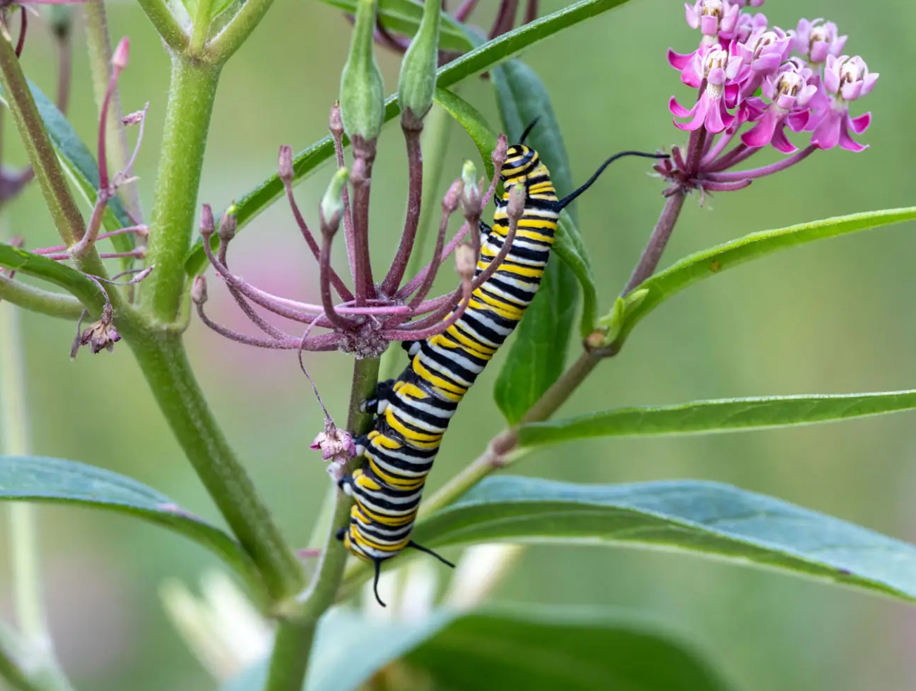 Catterpillar in flower